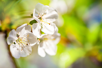 Pink flowers blooming peach tree at spring. Spring blooming, Abstract background. Banner. Selective focus.