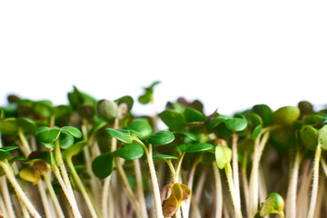 sprouted grains of mustard closeup on a white background.