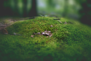 moss forest
