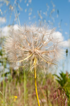 Catsear "false dandelion" clock