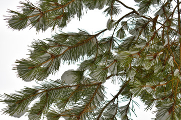 pine branch in the snow