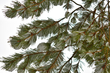 Fototapeta na wymiar pine branch in the snow