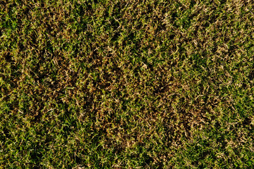 Textura de pasto, césped verde o gramilla en pleno verano secándose para usar como fondo de...