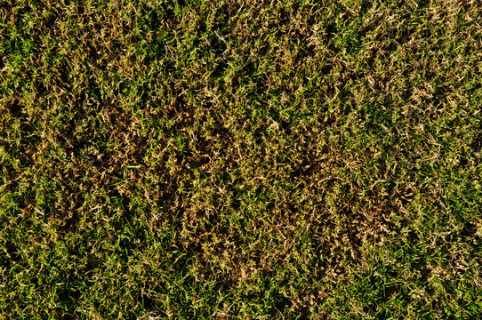 Textura de pasto, c&eacute;sped verde o gramilla en pleno verano sec&aacute;ndose para usar como fondo de pantalla.