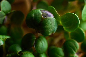 sprouted grains of mustard with leaves close-up