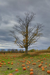 tree in field of pumpkins