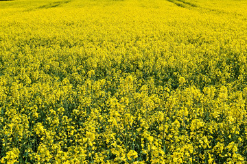Fototapeta premium Field of Rapeseed in Berkshire, England, UK