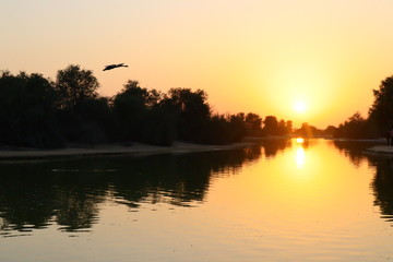 bird flying and sunset at the lake