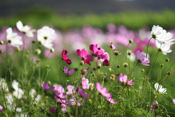 Fototapeta premium pink flowers in the garden