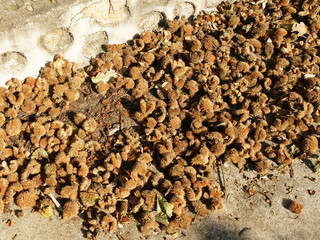 Ripe chestnuts falling to the ground