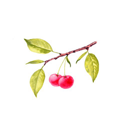 watercolor drawing branch of cherry tree