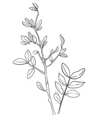 Twig with leaves sketch. Vector illustration. Ink branch.