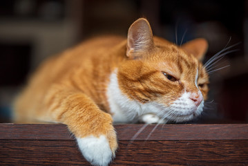 Red domestic cat. Close-up photo.