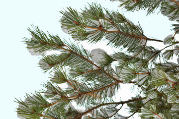 pine branch in the snow