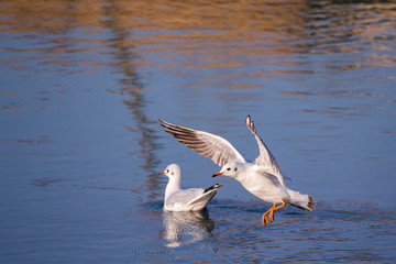 Seagull (Larus Argentatus) descending and setting up for landing on water