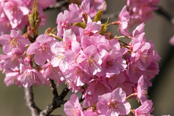 佐久間ダム親水公園の河津桜　千葉県安房郡鋸南町　日本