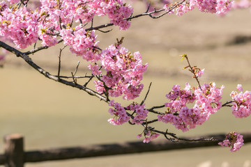 Fototapeta premium 佐久間ダム親水公園の河津桜 千葉県安房郡鋸南町 日本