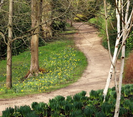 Woodland path with daffodils