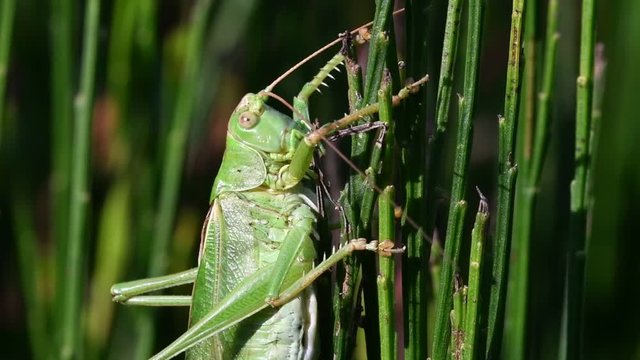 Great green bush-cricket (Tettigonia viridissima) male in common broom / Scotch broom 