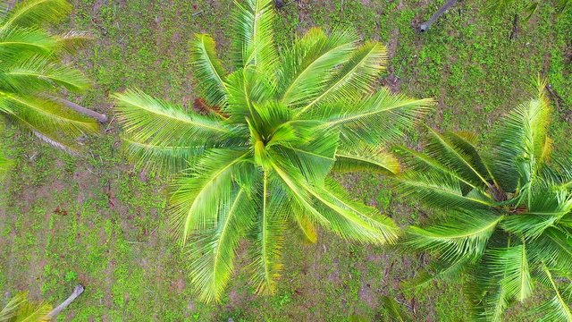 Top view of coconut plantation in Thailand 