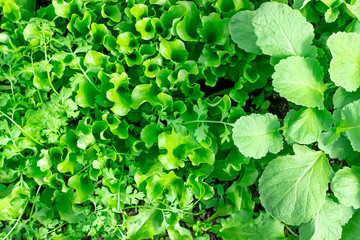 Fototapeta na wymiar Lettuce seedlings and young radishes in the open ground. Top view.