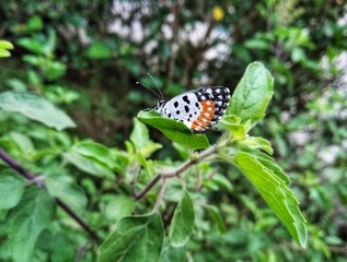 butterfly