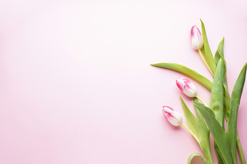 Women's Day, beautiful tulips on a pink background with space for text, flat lay. 8 March, International Women's Day.