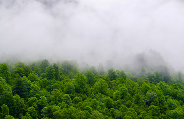Green Forest on the Mountain with cloudscape in Switzerland.