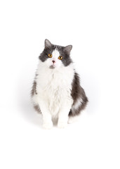 Fluffy cat with yellow eyes sits on a white background. Studio photo of a pet.