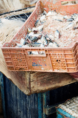 Sardines fish container, Essaouira, Morocco 