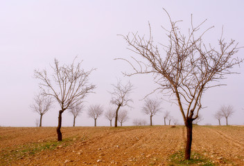 Campo de ciruelos sin hojas  en invierno