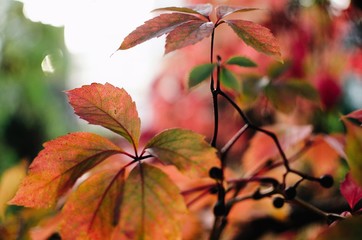 feuilles d'automne 002