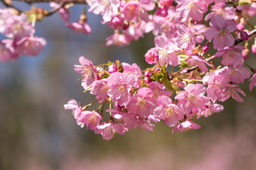 佐久間ダム親水公園の河津桜　千葉県安房郡鋸南町　日本