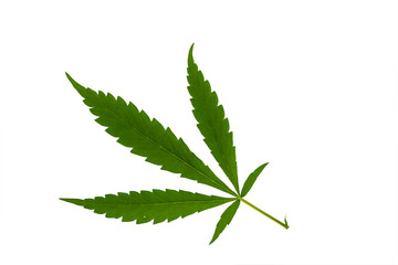 Green cannabis leave isolate on white background and clipping path.