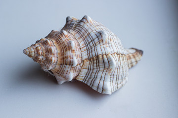 Obraz premium sea shell isolated on white background