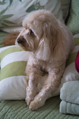 cavapoo close up portrait on pillows