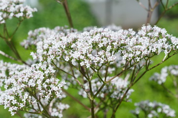 Inflorescence of Valeriana officinalis close-up