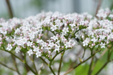 Valeriana officinalis, inflorescence close-up, shallow depth of field