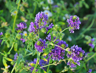 The field is blooming alfalfa