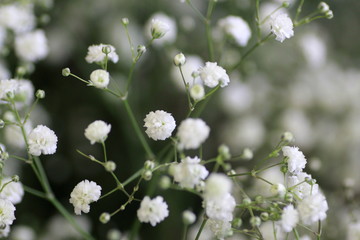Détail de gypsophile