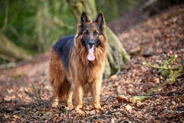 Altdeutscher Schäferhund im Wald