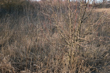  bare branches of a bush