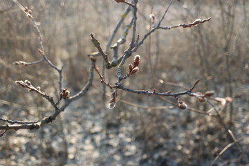  pussy willow 