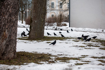 ALPENDOHLEN  IM PARK . ALPINE CHOUGHS IN PARC . Pyrrhocorax graculus