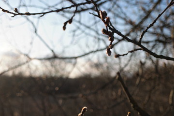  pussy willow blooming in early spring 