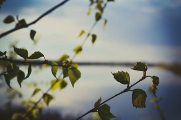 branch of tree with green leaves in spring