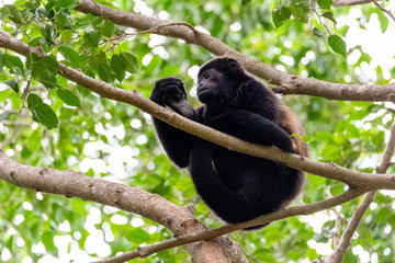 howler monkey grooming