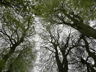 tree in spring