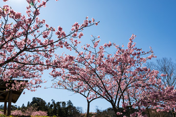 佐久間ダム親水公園の河津桜　千葉県安房郡鋸南町　日本