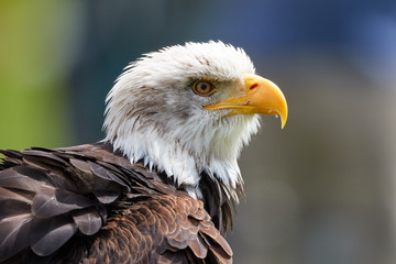 Bald eagle 2